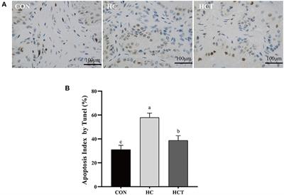 Corrigendum: Thiamine Alleviates High-Concentrate-Diet-Induced Oxidative Stress, Apoptosis, and Protects the Rumen Epithelial Barrier Function in Goats